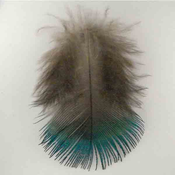 Bulk Peacock Blue Green Neck F