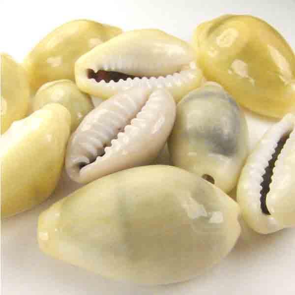 Cowrie Shell Mix