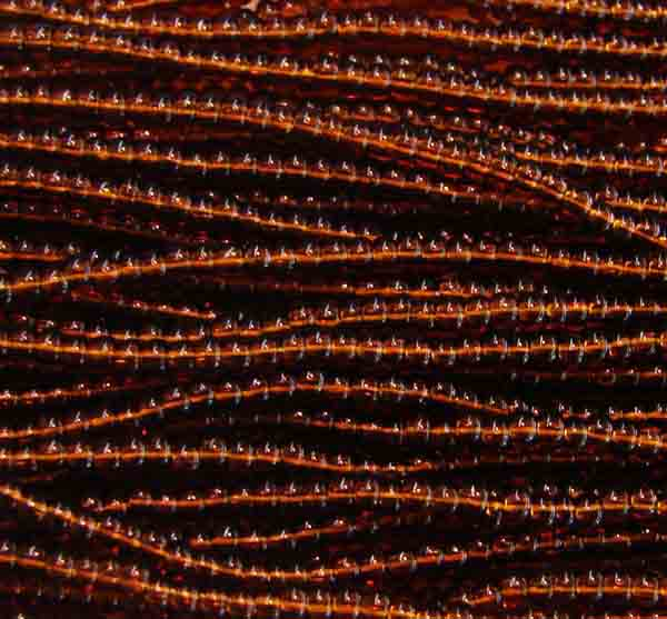 Dark Topaz 11/0 Seed Bead