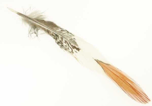 Lady Amherst Pheasant Red Top Feather
