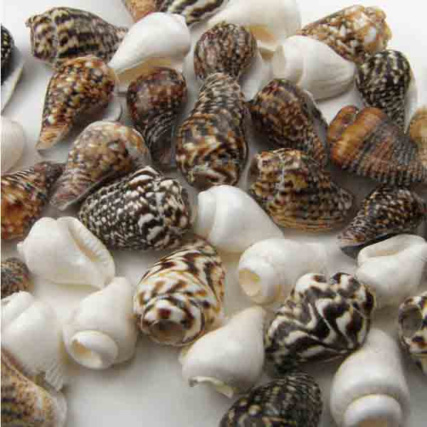 Shell Mix Whole Drilled