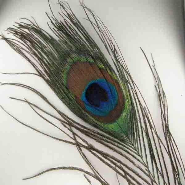 Small Peackock Eye Feather 4 inch