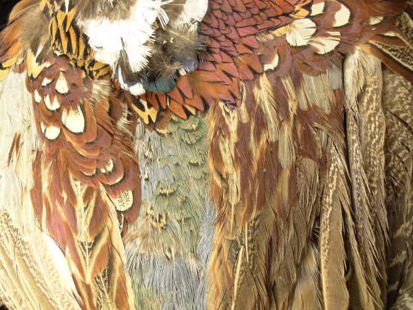 Golden Pheasant Pelt with Crest