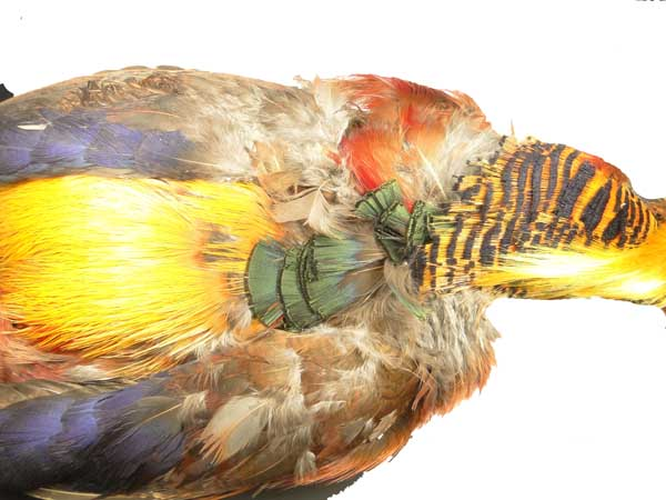 Ringneck Pheasant Pelt