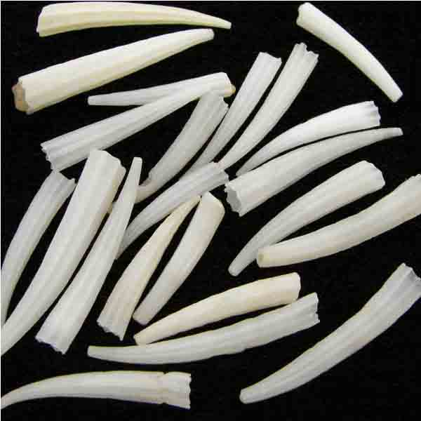 White Shell Money Tusks .75 inch to 1.25 inch